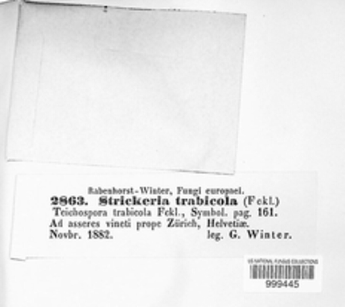 Teichosporaceae image